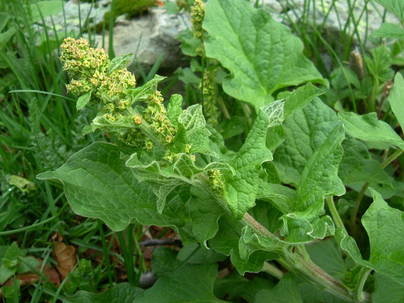 Blitum bonus-henricus / Farinello buon-enrico